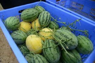 金乡网红吃瓜群微信号,揭秘网络红人背后的故事与八卦”