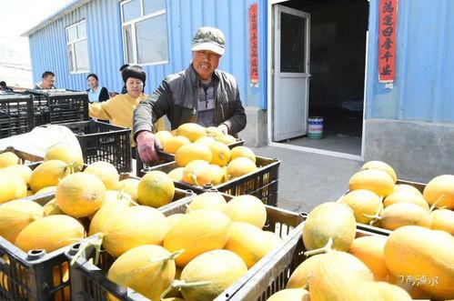 内蒙网红吃瓜,揭秘草原美食新风尚！