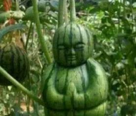 潮汕网红吃瓜事件真相,揭秘背后真相与网络舆论的漩涡