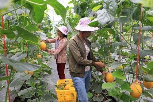 凉山吃瓜网红是谁,揭秘网络红人的崛起之路