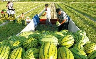 库尔勒吃瓜网红事件,网络热议背后的真相揭晓