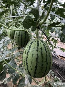 近一年吃瓜事件网红,网红事件盘点