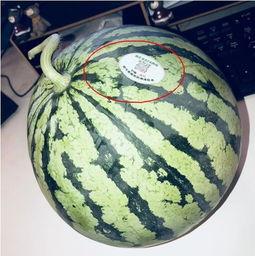 上海网红吃瓜,揭秘都市生活背后的八卦风云