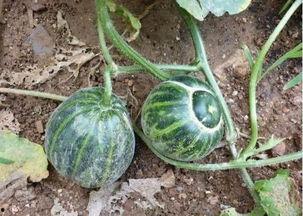 农村宝妈网红吃瓜