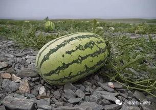 网红界吃瓜,揭秘幕后故事与精彩瞬间