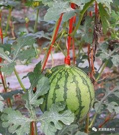 黑瓜福利网在线吃瓜,在线吃瓜，畅享娱乐盛宴