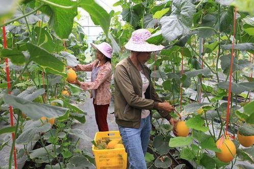 吃网红瓜的平台有哪些人,网红瓜界的热门平台大盘点