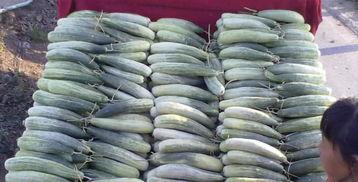 农村女网红吃瓜图片大全,揭秘乡村美食新风尚