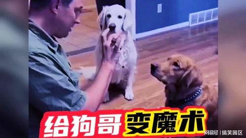 网红狗哥爆料吃瓜视频在线观看