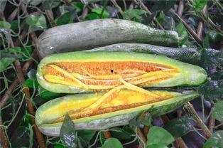 网红吃瓜官,揭秘娱乐圈幕后真相