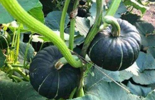 网红小千禧吃瓜事件